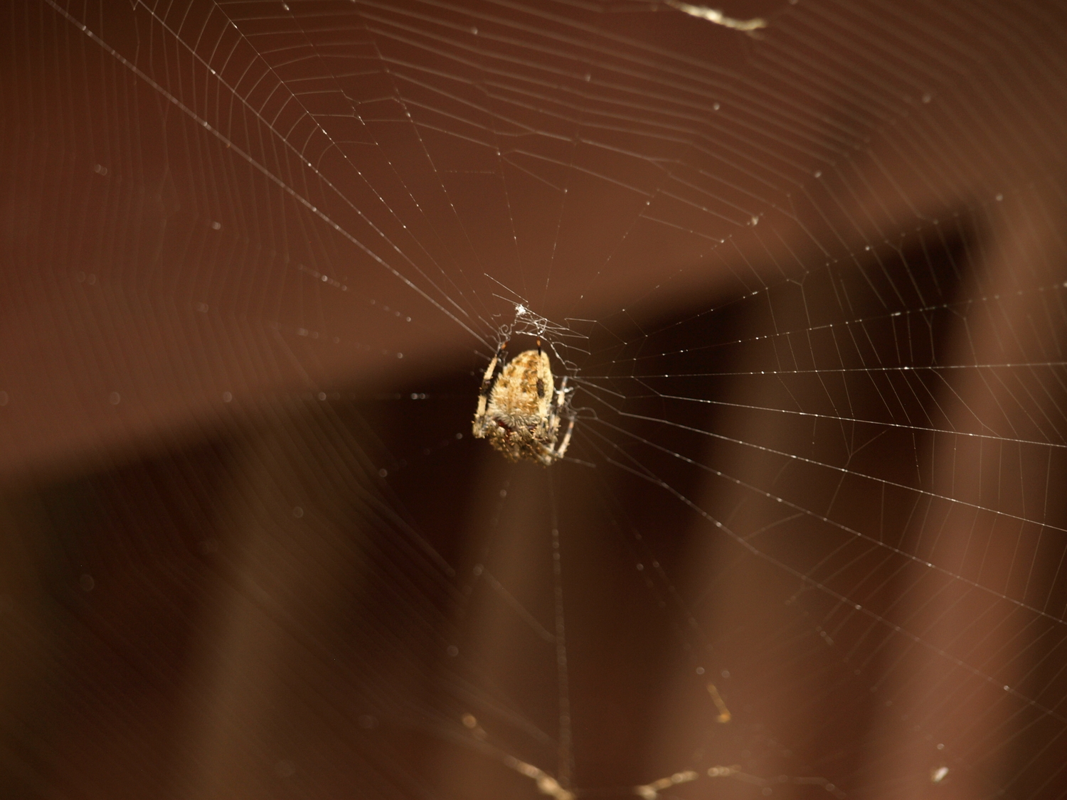 Charlotte, the barn spider