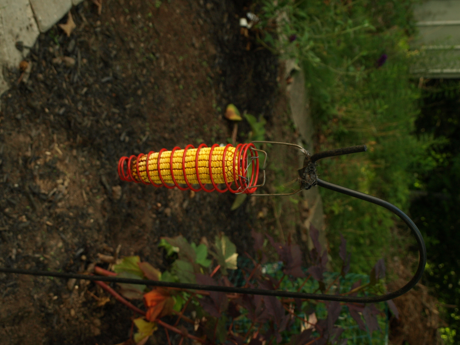 corncob feeder