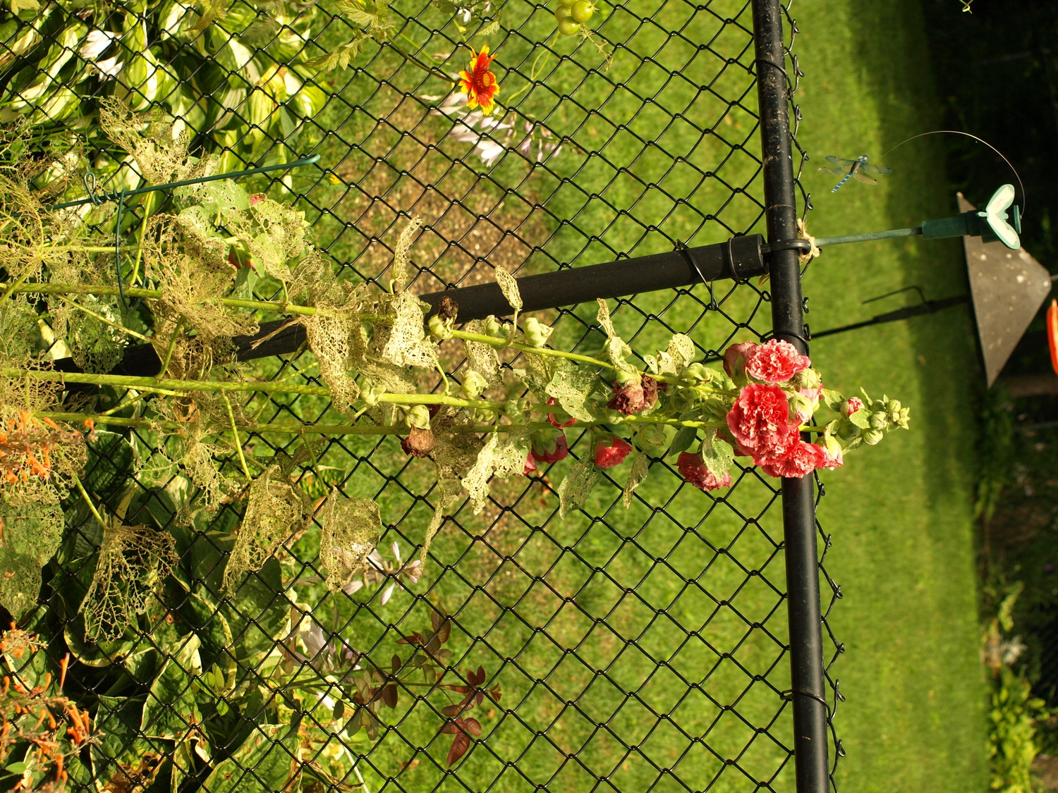 full pink hollyhock