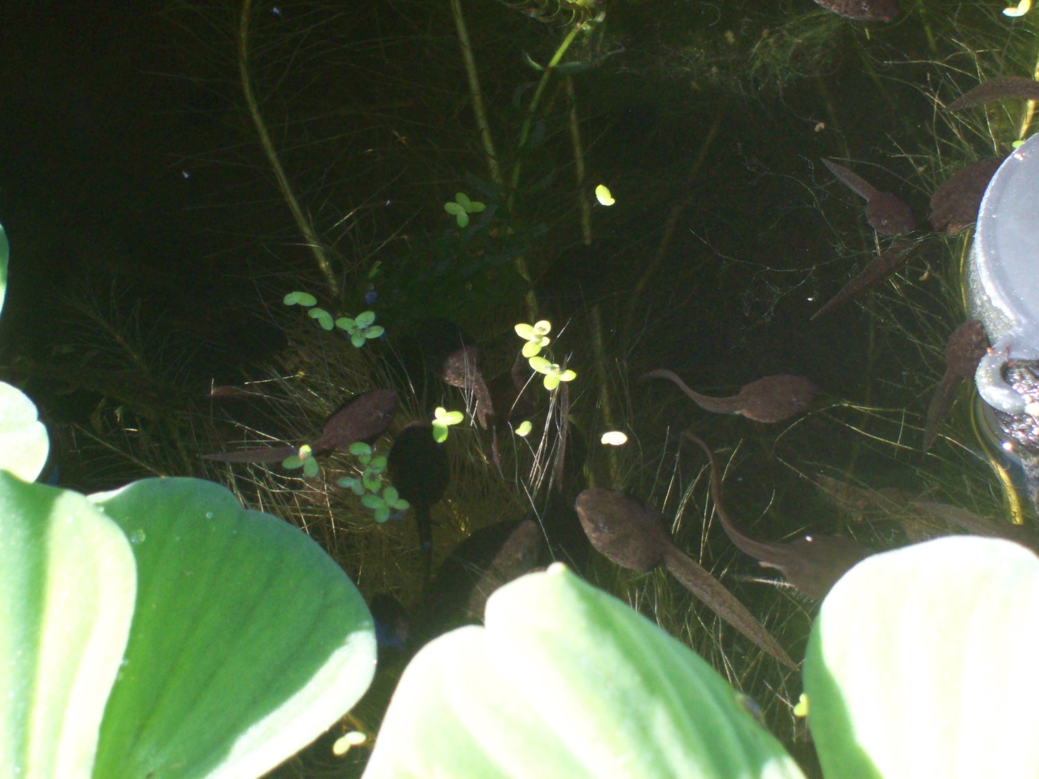 growing tadpoles