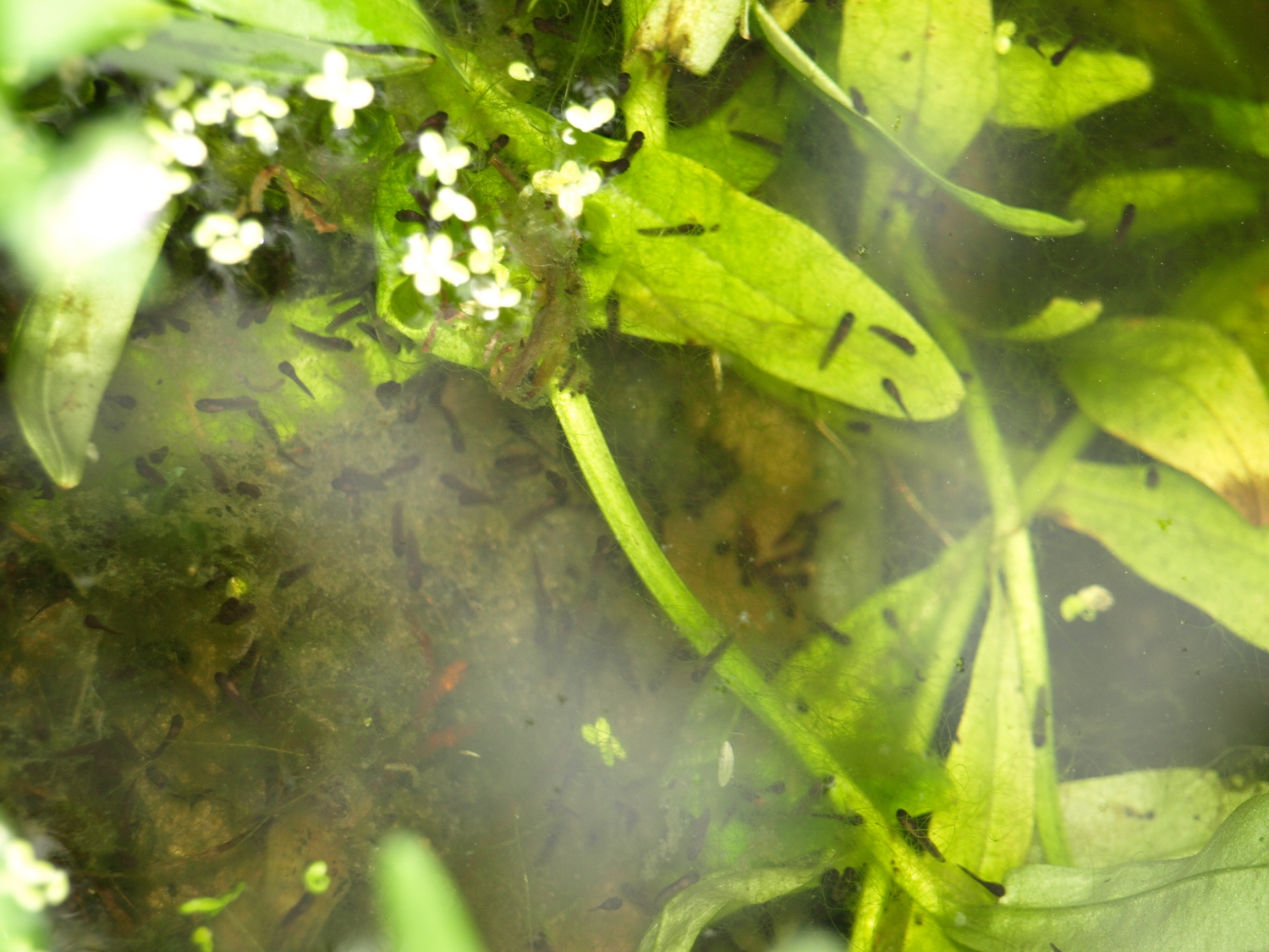 newly hatched tadpoles