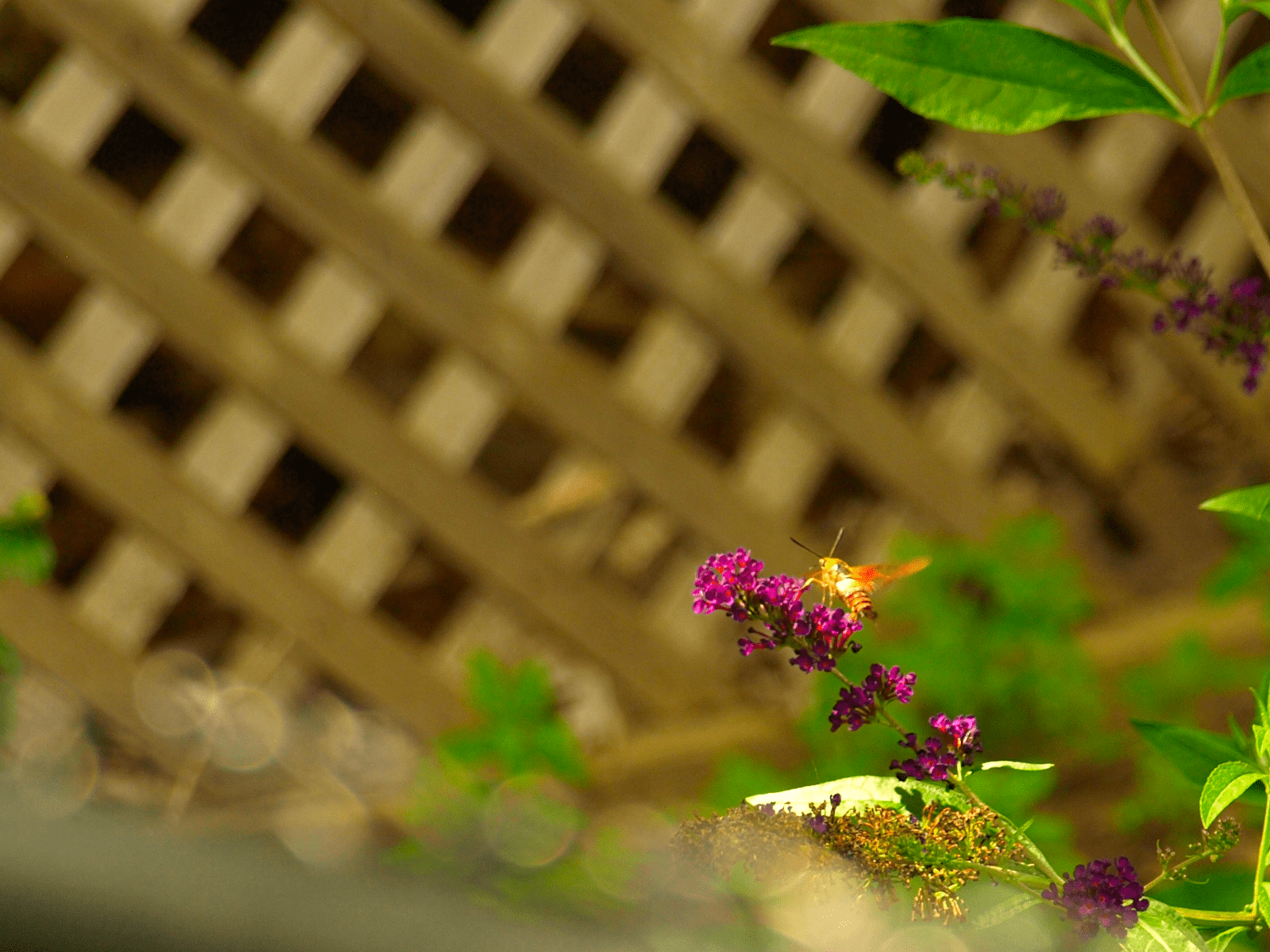 Hummingbird Clearwing Moth