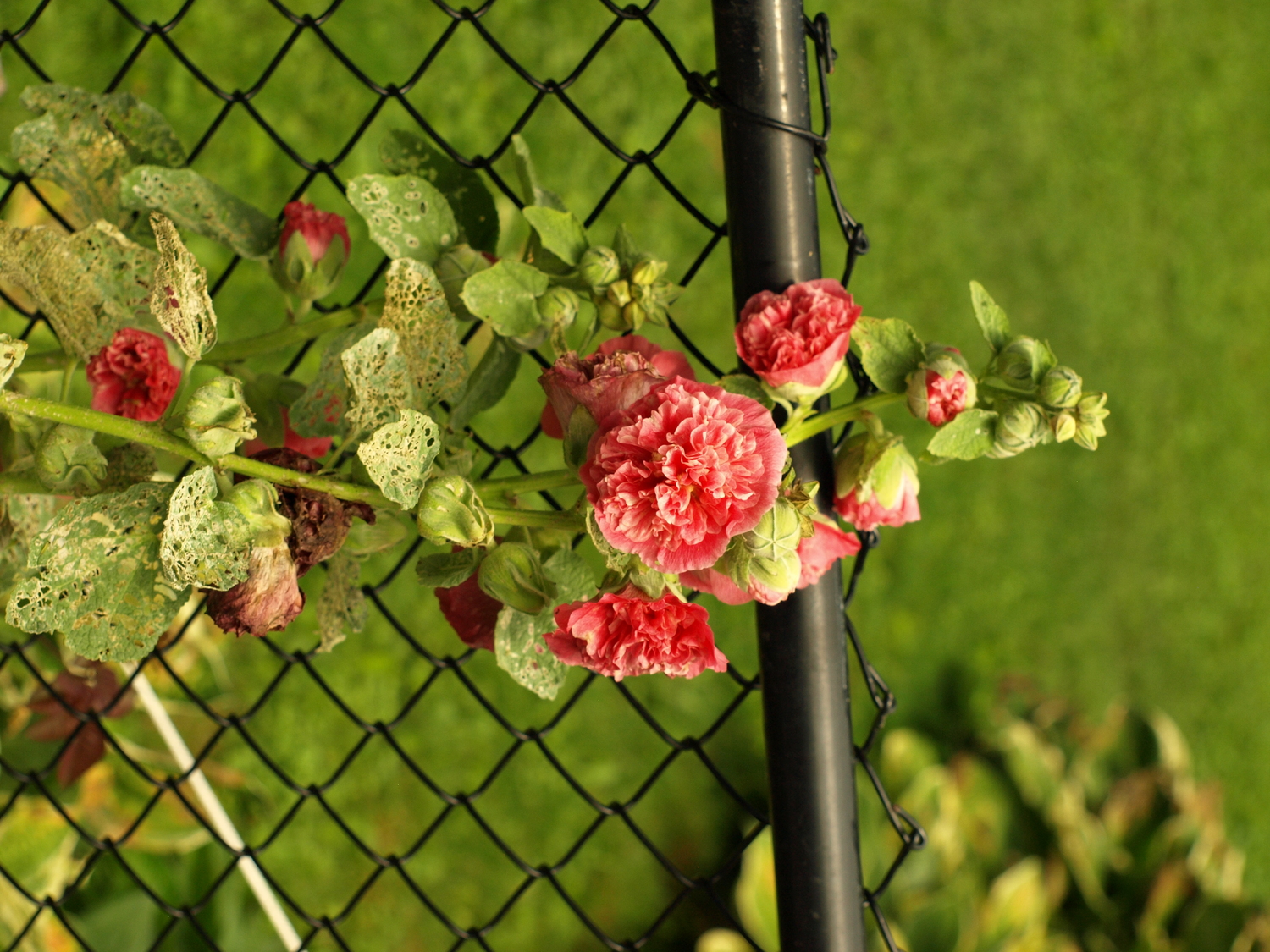 pink hollyhock