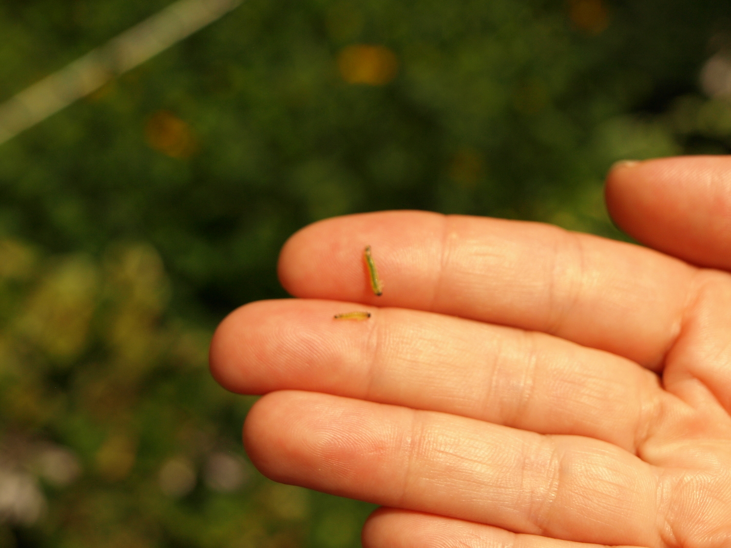 sawfly larvae