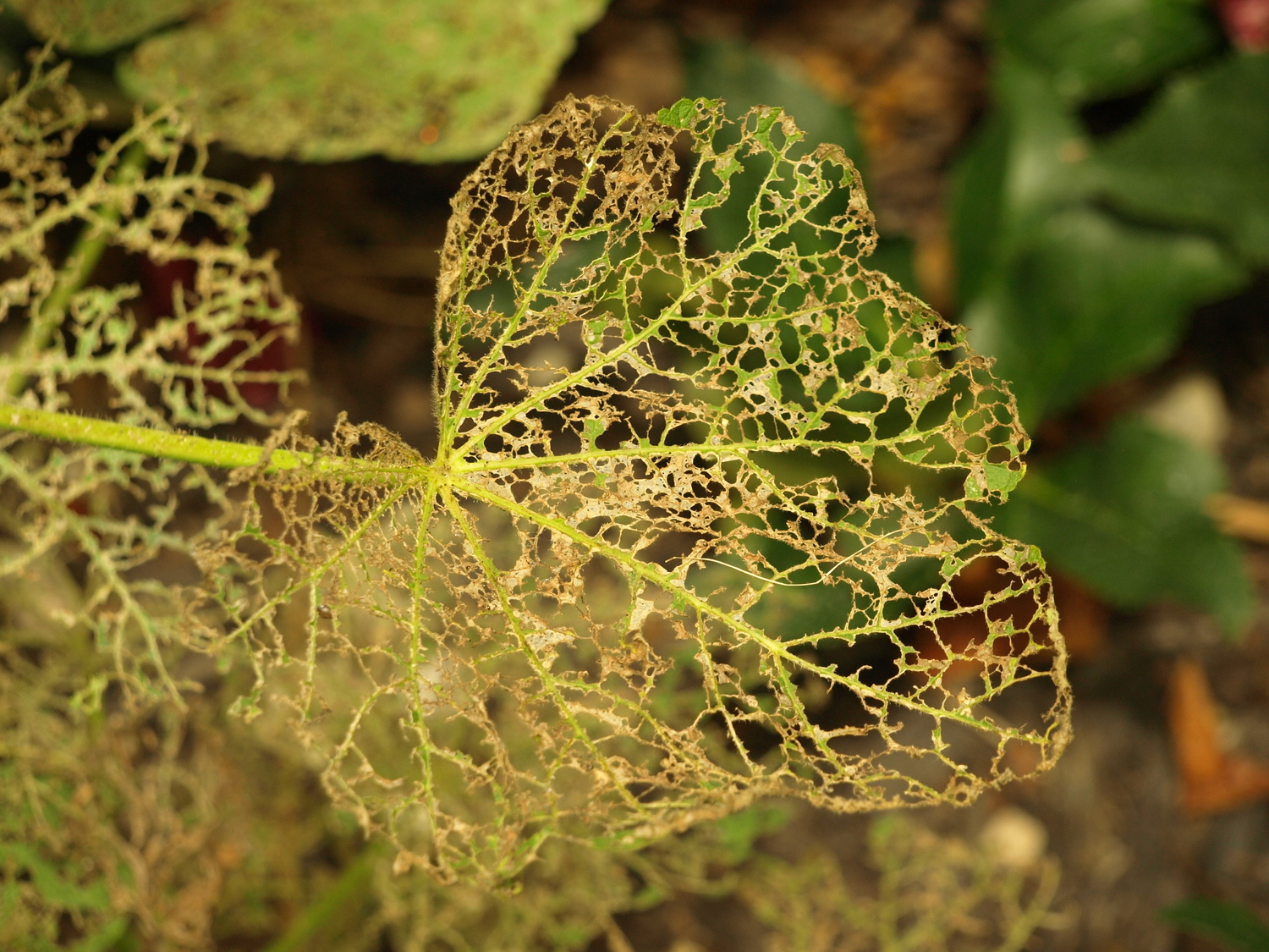 skeletonized leaf