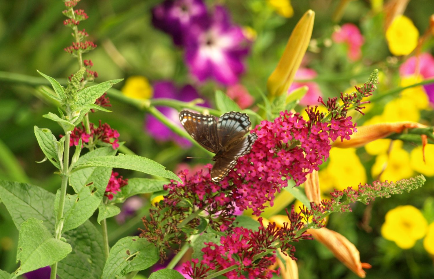 White Admiral