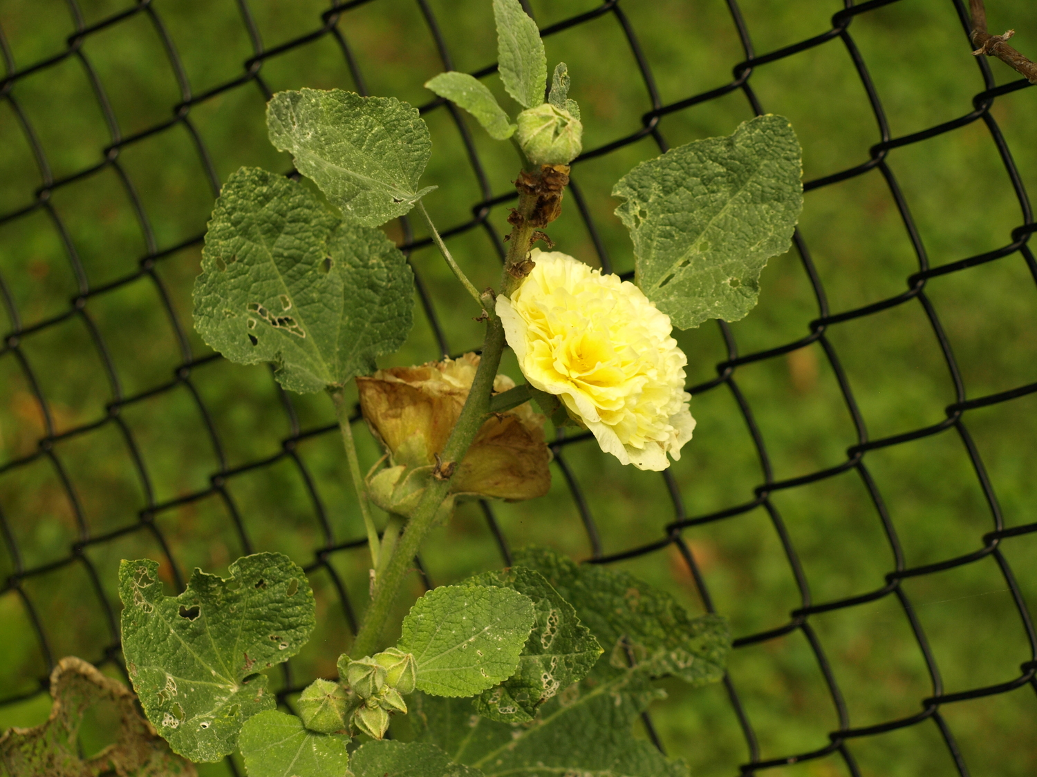 yellow hollyhock